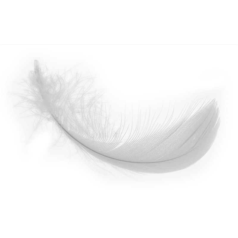 Post-slaughter goose feathers