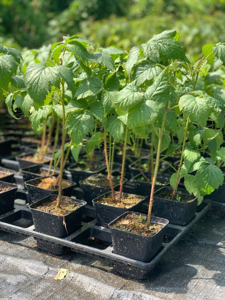 Raspberry seedlings