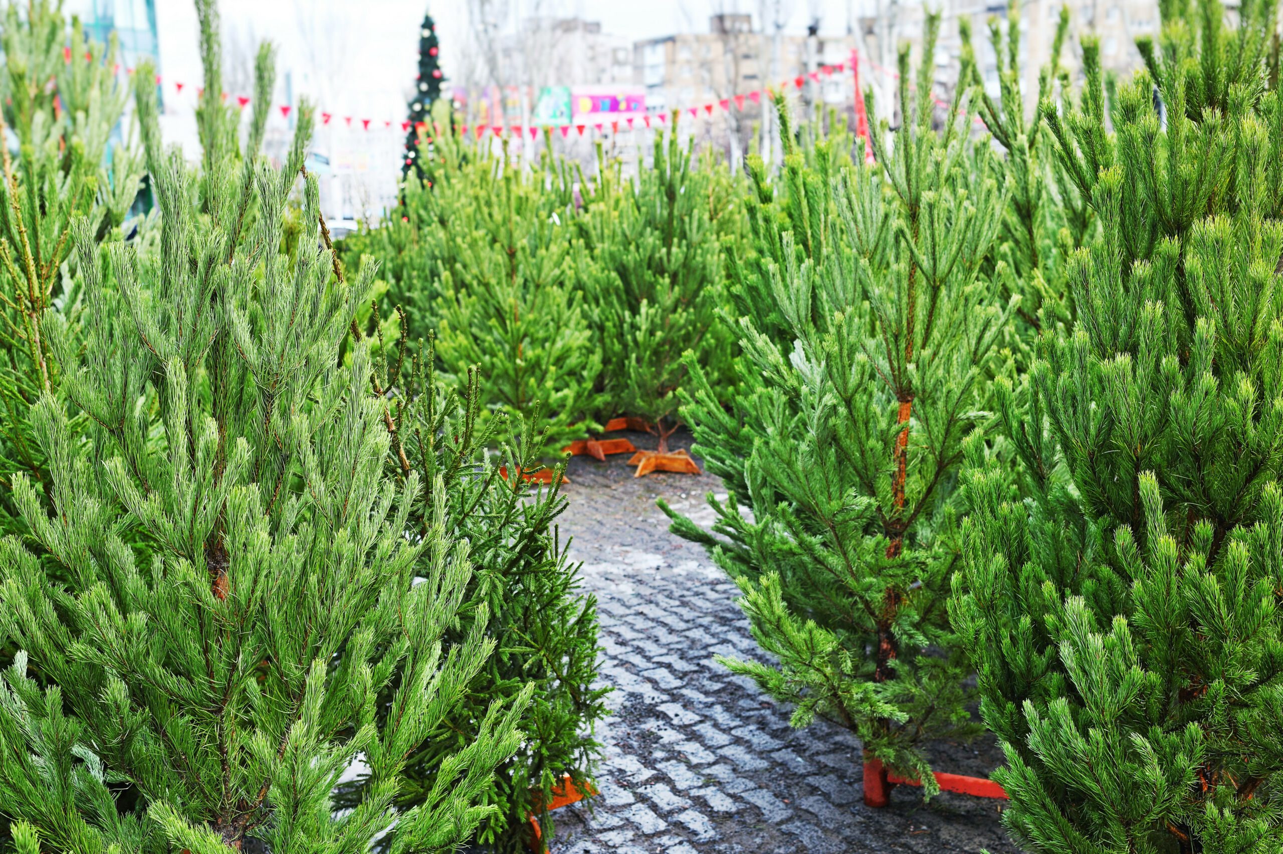 Many christmas trees in the christmas tree market