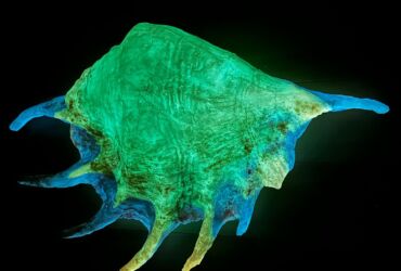 Seashell glow-in-the-dark heater effect