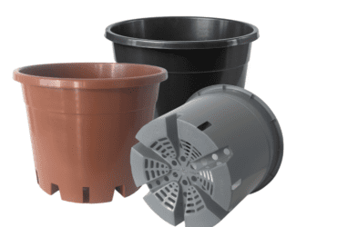 Containers for growing blueberries