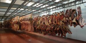Frozen Beef Carcasses 